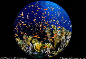 Fish Ball by Pietro Cremone 